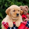 Image of Forest, a Golden Retriever puppy