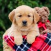 Image of Forest, a Golden Retriever puppy