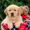 Image of Forest, a Golden Retriever puppy
