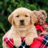 Image of Forest, a Golden Retriever puppy