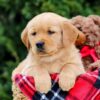 Image of Forest, a Golden Retriever puppy