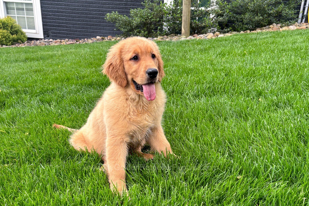 Gabi My Golden Retriever Puppies gabi-my-golden-retriever-puppies