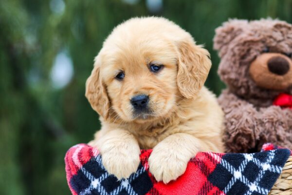 Image of Gia, a Golden Retriever puppy