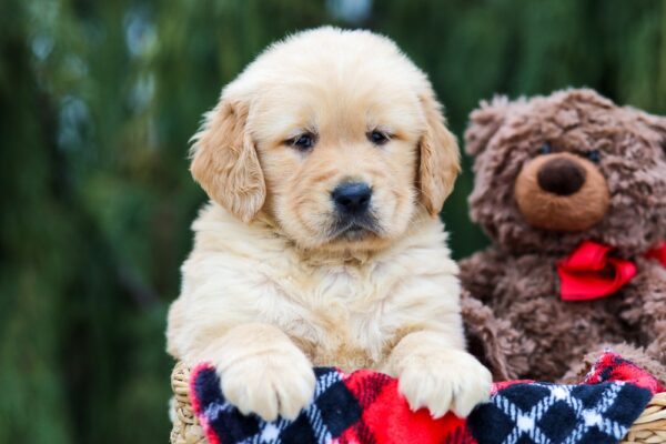 Image of Grizz, a Golden Retriever puppy