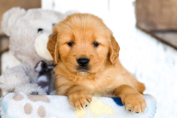 Image of Hayes, a Golden Retriever puppy