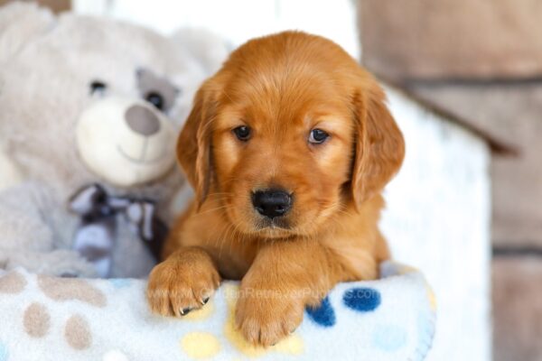 Image of Heidi, a Golden Retriever puppy