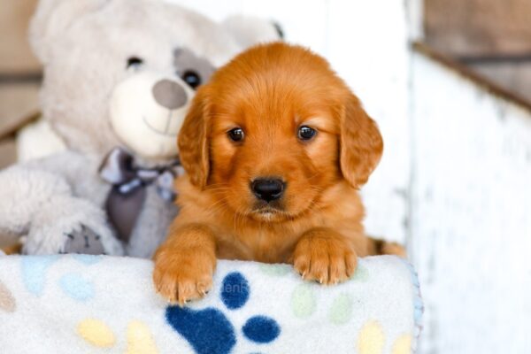 Image of Honey, a Golden Retriever puppy
