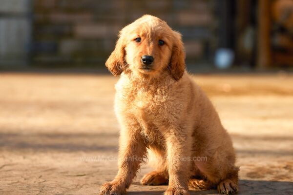 Image of Hope, a Golden Retriever puppy