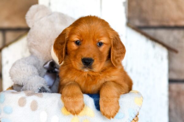 Image of Hope, a Golden Retriever puppy