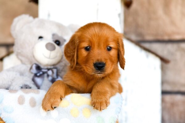 Image of Hunter, a Golden Retriever puppy