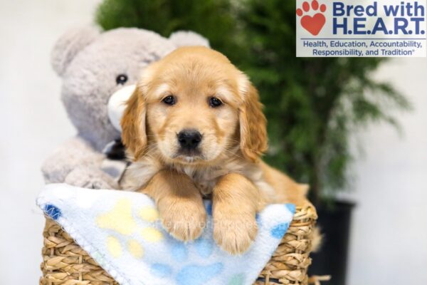 Image of Jade, a Golden Retriever puppy