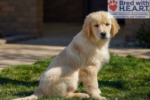 Image of Jake (trained), a Golden Retriever puppy