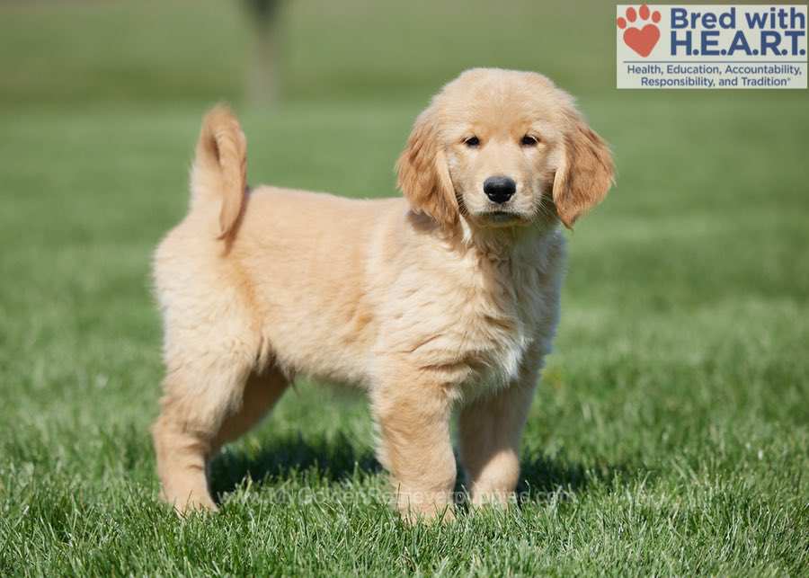 Jase (trained) My Golden Retriever Puppies