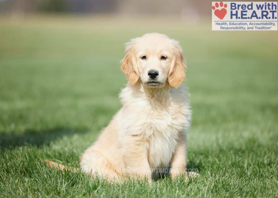 Jax My Golden Retriever Puppies