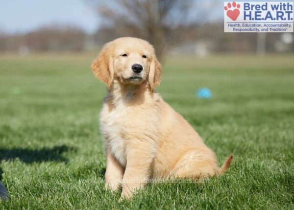 Image of Julius (trained), a Golden Retriever puppy