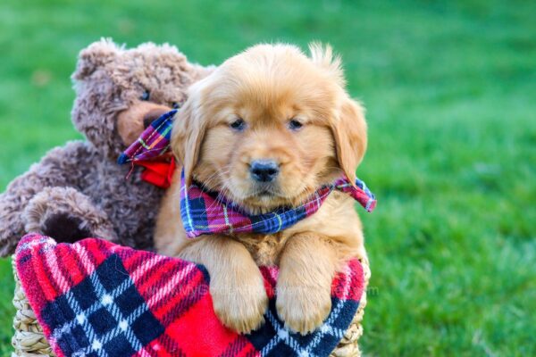 Image of Kayla, a Golden Retriever puppy