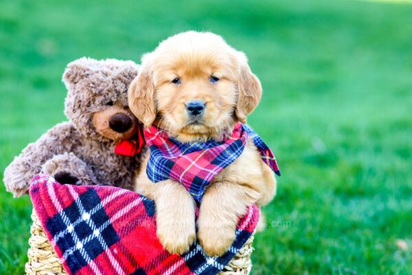 Image of Kelly, a Golden Retriever puppy