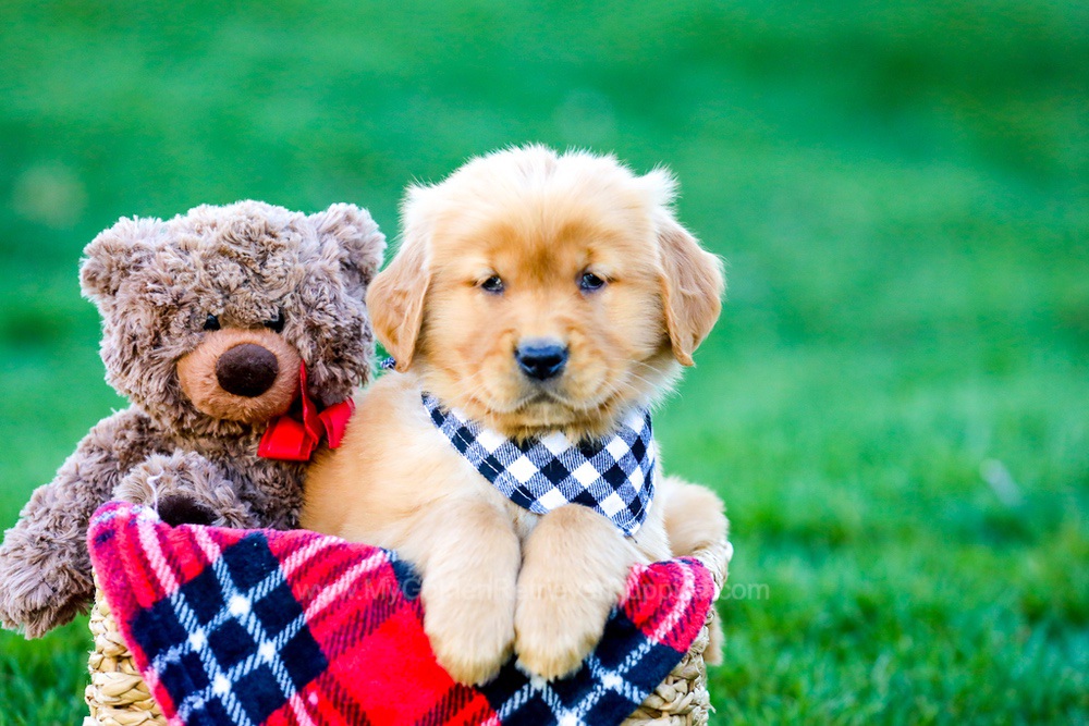 King Image of King, a Golden Retriever puppy