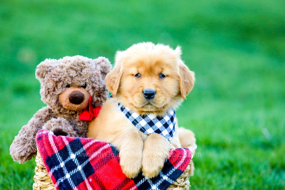 King Image of King, a Golden Retriever puppy