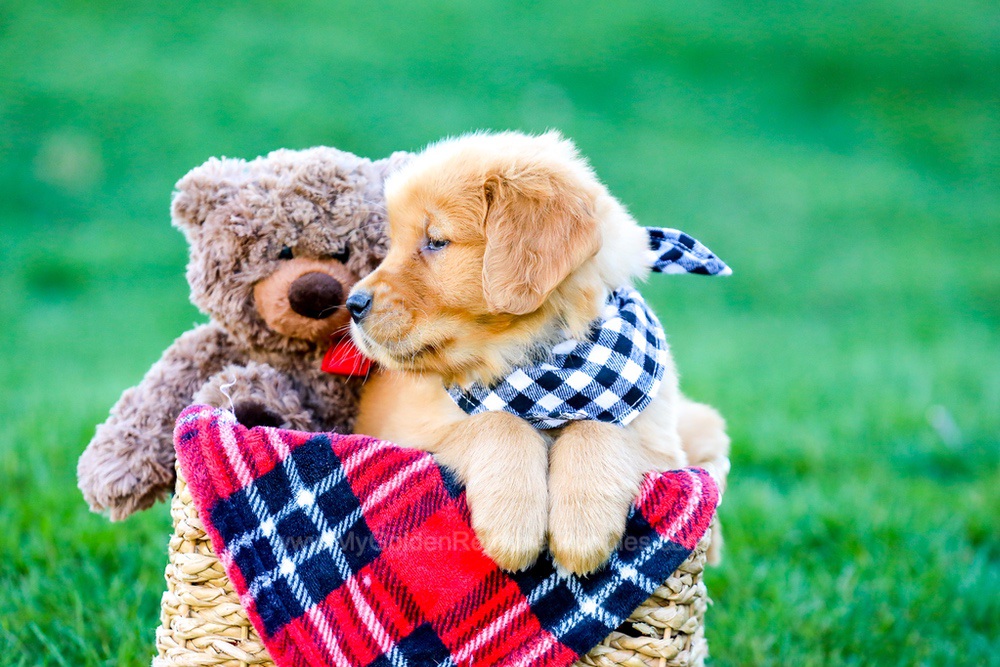 King Image of King, a Golden Retriever puppy