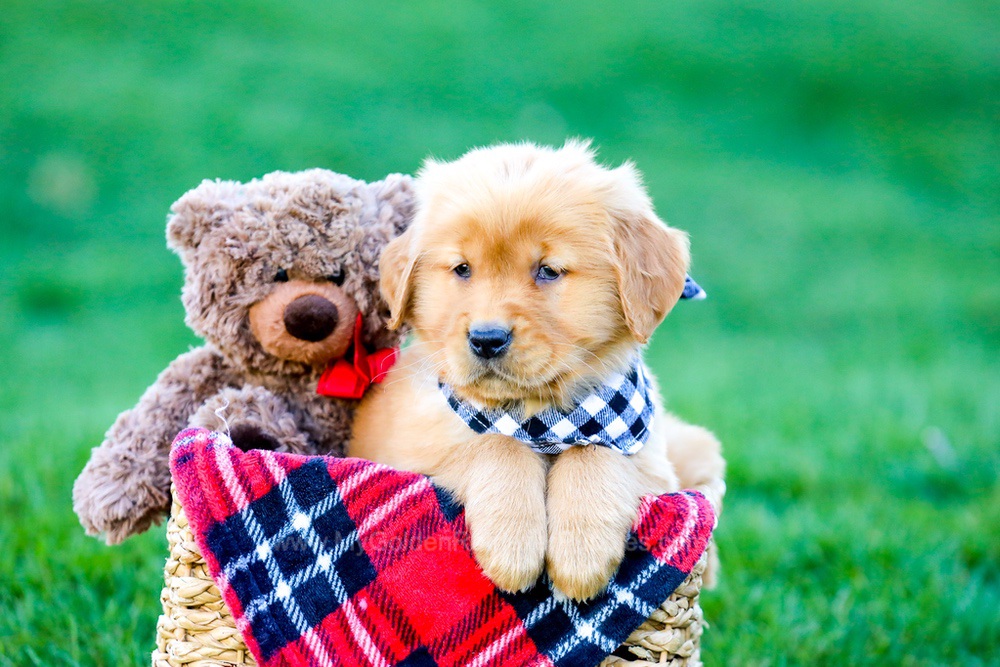 King Image of King, a Golden Retriever puppy