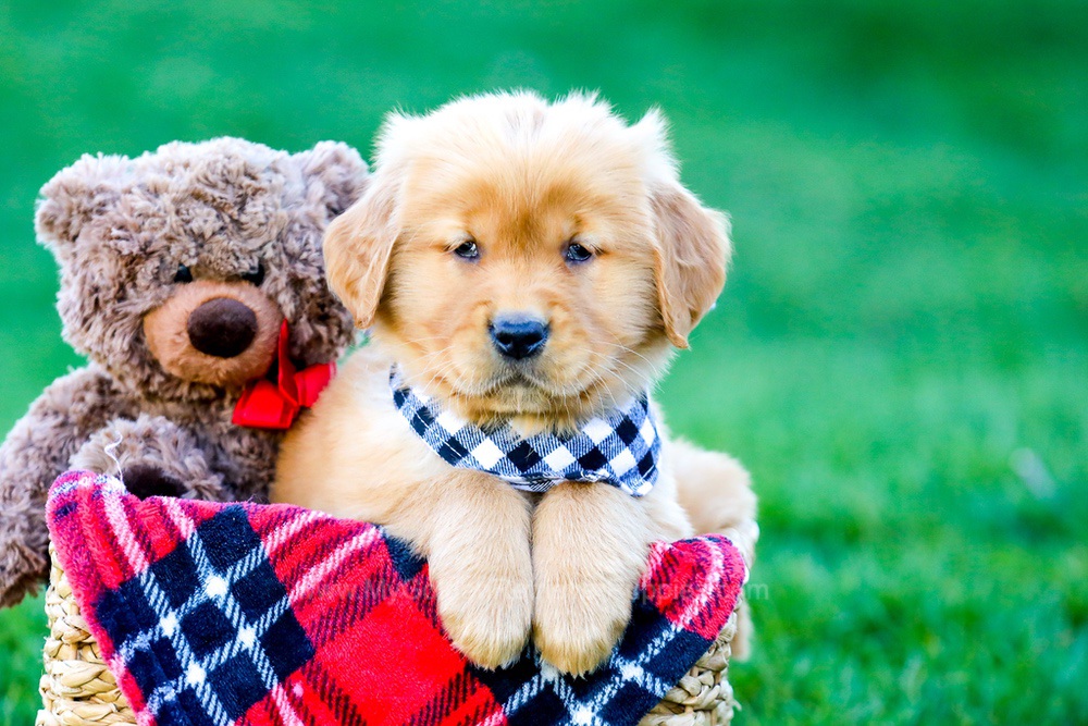 King Image of King, a Golden Retriever puppy