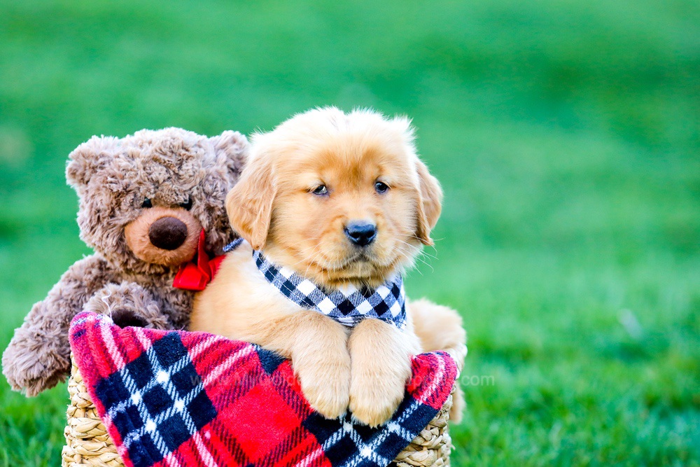 King Image of King, a Golden Retriever puppy