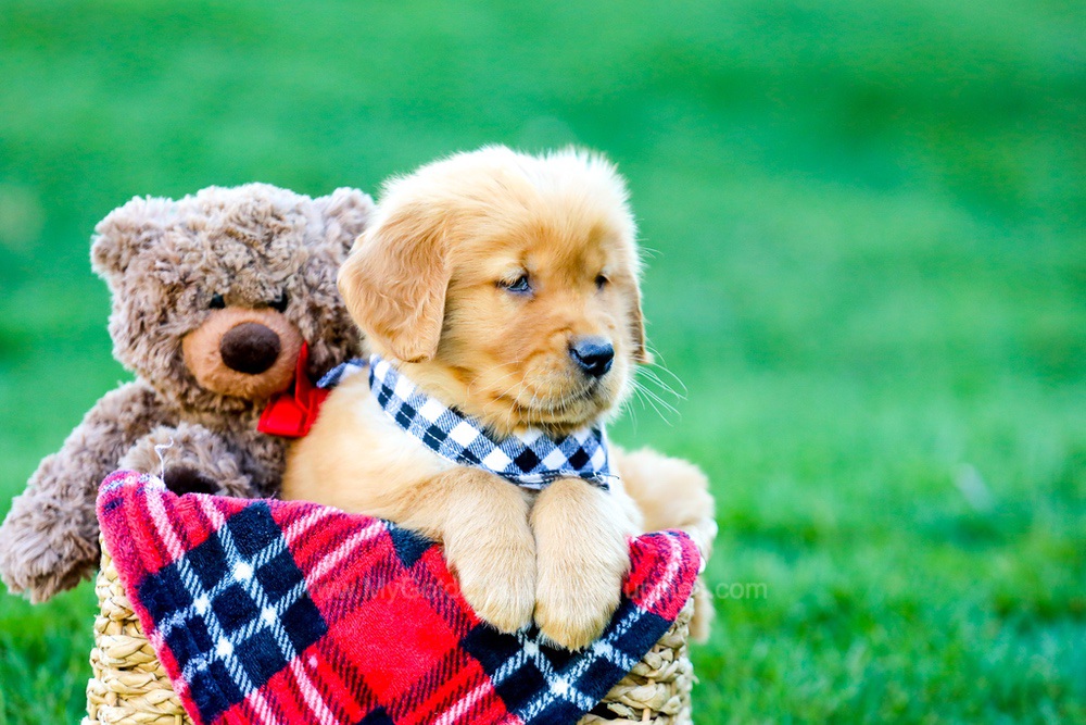 King Image of King, a Golden Retriever puppy