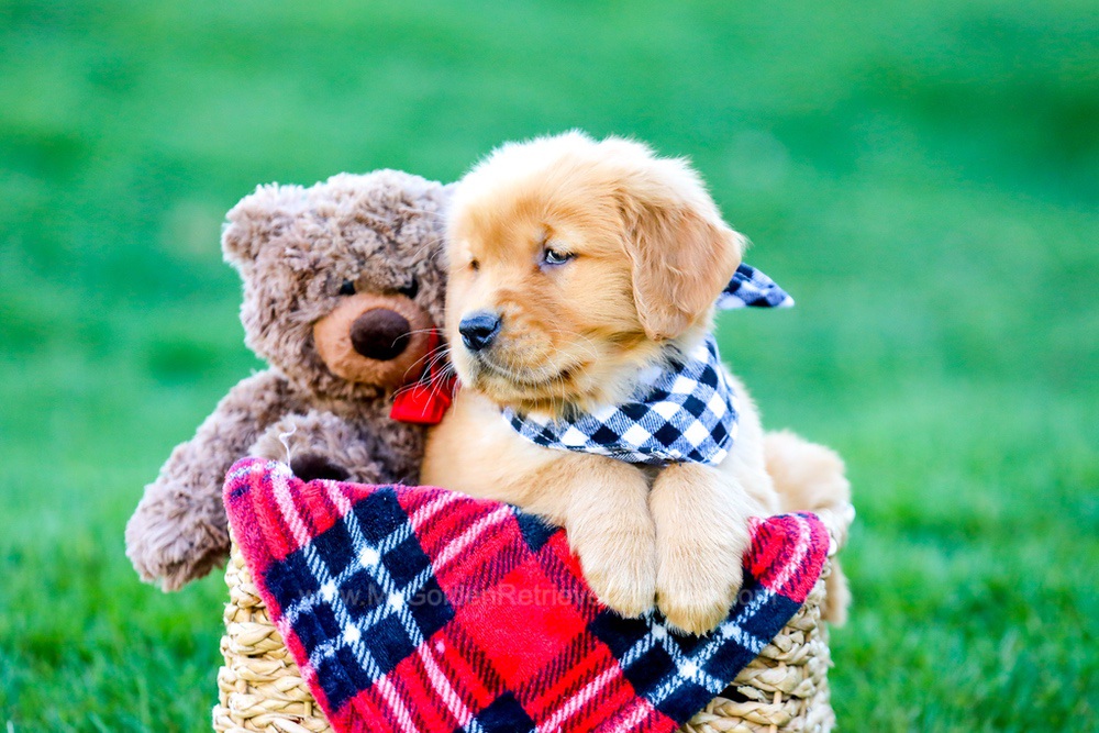 King Image of King, a Golden Retriever puppy