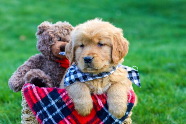 Image of Kip, a Golden Retriever puppy