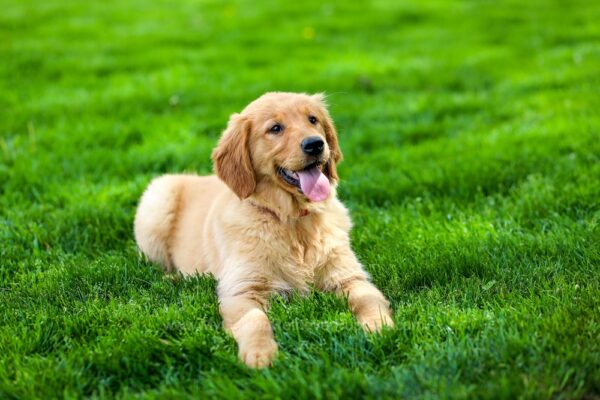Image of Kit Kat, a Golden Retriever puppy