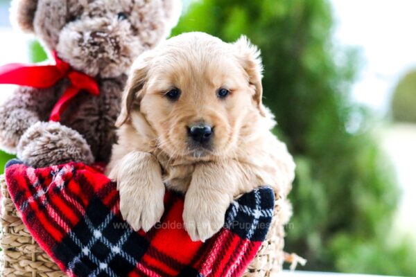 Image of Laffy Taffy, a Golden Retriever puppy