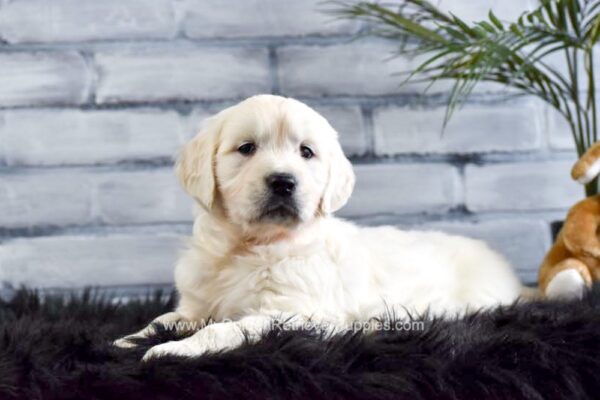 Image of Marshmallow, a Golden Retriever puppy