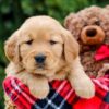 Image of Moss, a Golden Retriever puppy