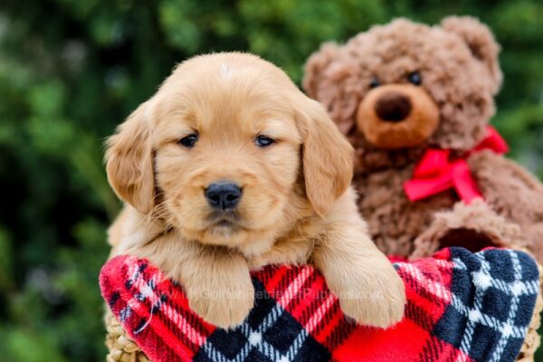 Image of Moss, a Golden Retriever puppy