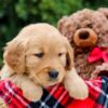 Image of Moss, a Golden Retriever puppy
