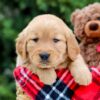 Image of Moss, a Golden Retriever puppy
