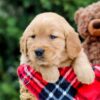 Image of Moss, a Golden Retriever puppy