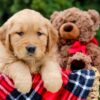 Image of Pebbles, a Golden Retriever puppy