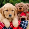 Image of Pebbles, a Golden Retriever puppy