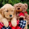Image of Pebbles, a Golden Retriever puppy