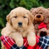 Image of Pebbles, a Golden Retriever puppy