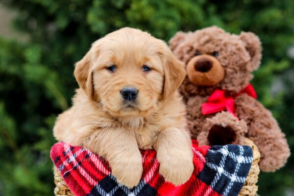Image of Pebbles, a Golden Retriever puppy