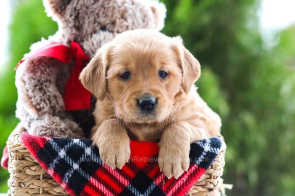 Image of Reese, a Golden Retriever puppy
