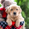 Image of Reese, a Golden Retriever puppy