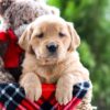 Image of Reese, a Golden Retriever puppy