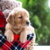 Image of Reese, a Golden Retriever puppy