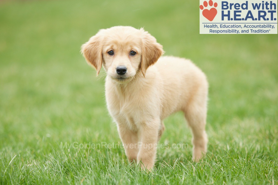 Rosebud Image of Rosebud, a Golden Retriever puppy