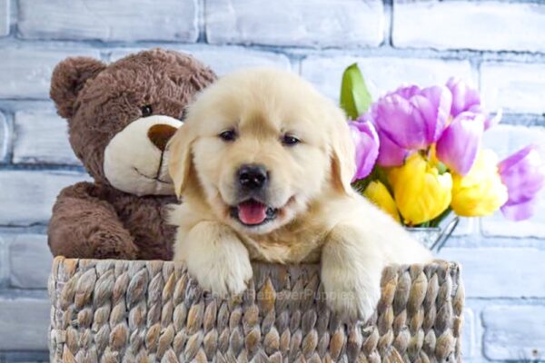 Image of Sammie, a Golden Retriever puppy