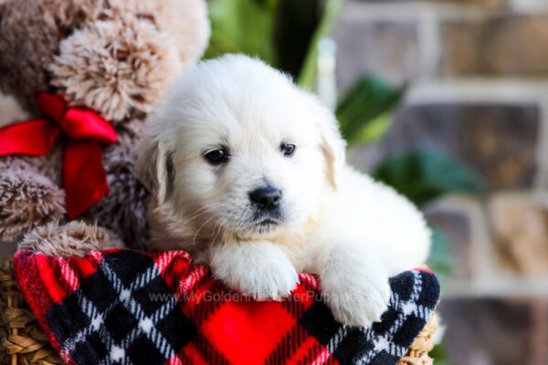 Image of Sammy, a Golden Retriever puppy